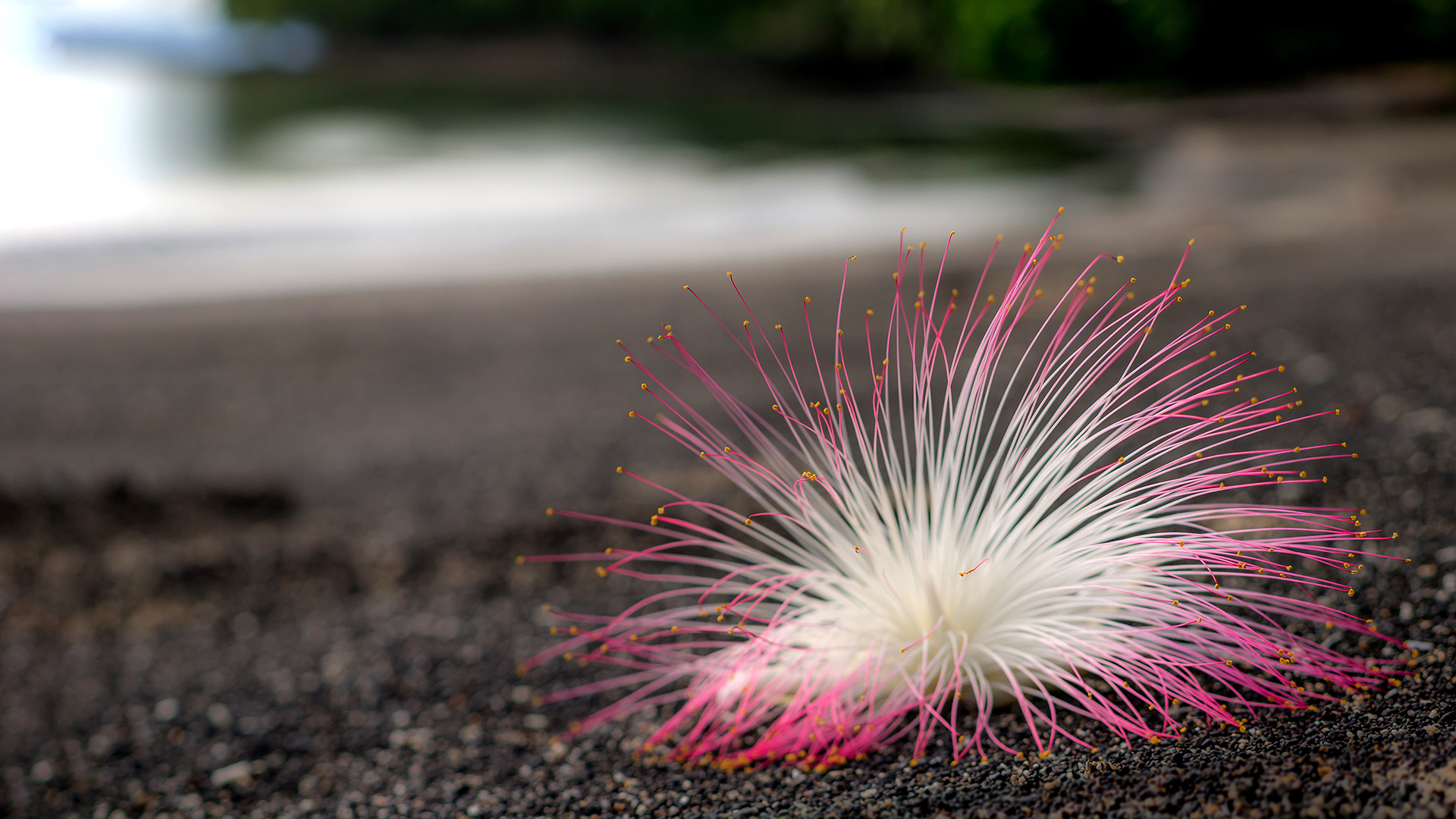 Хижа Індонезія